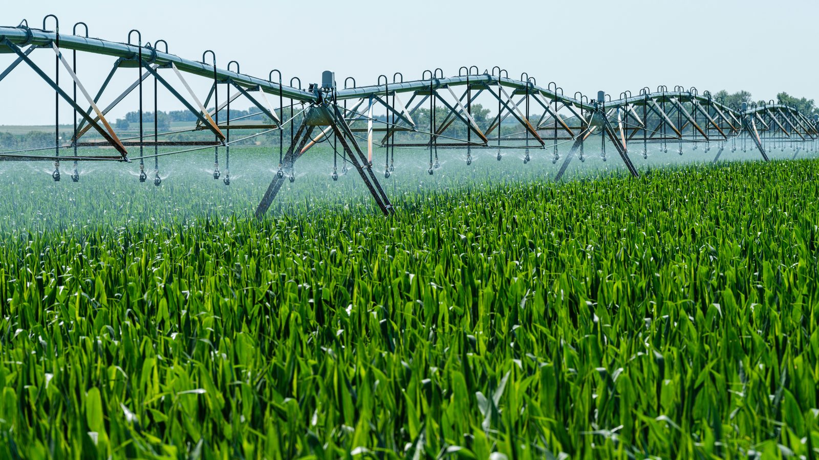 A center-pivot irrigation system watering a green field of young corn under a summer sky.